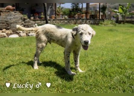 Kelly, Lucky und Brisco suchen ein Zuhause
