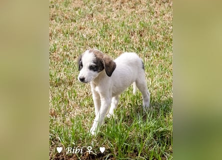 Bella, Bibi und Bina suchen ab Mitte November ein Zuhause