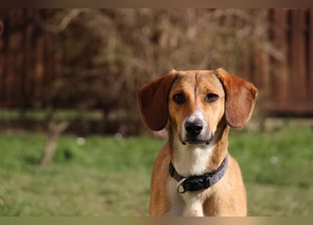 Verschmuste Familienhündin Nellie sucht ihr Zuhause - In der Südpfalz zu besuchen