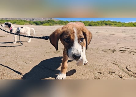 Der kleine Marlon sucht ein Zuhause (zur Pflege in SH)