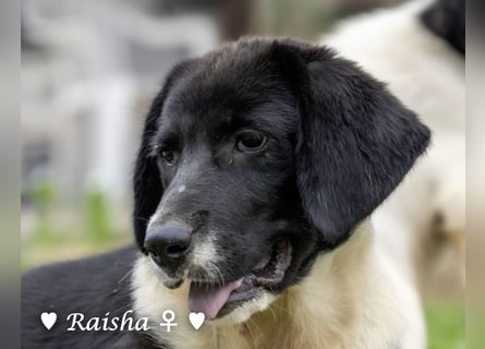 Ramon, Ralf, Randy, Ray und Raischa suchen ein Zuhause