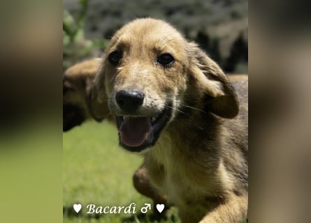 Bacardi, Biala, Babette und Bizou suchen ab August ihr Zuhause