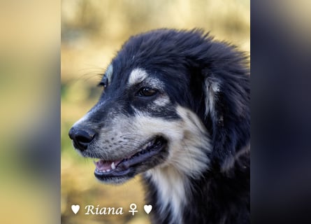 Welpe Randie und ihre Geschwister suchen ein Zuhause
