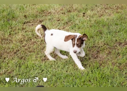 Arthur  und Argos  suchen ab Mitte November ein Zuhause