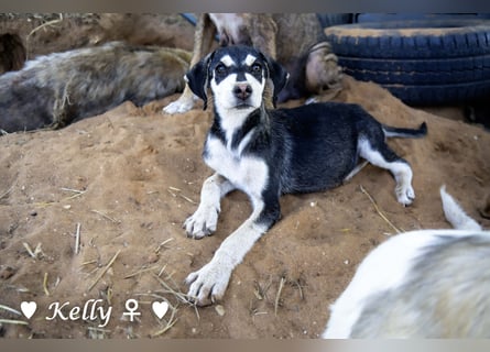Kelly, Lucky und Brisco suchen ein Zuhause