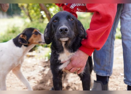 Darios, Dakis und Damon suchen ein Zuhause