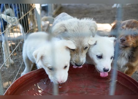 Unsere süßen Schneeflocken suchen ein Zuhause