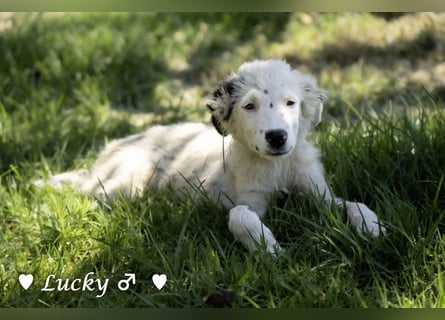 Kelly, Lucky und Brisco suchen ein Zuhause