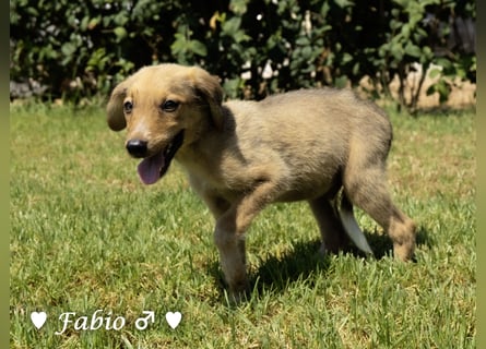 Farah,  Felina und Felipe   suchen ein Zuhause