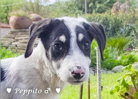 Update: Peppito  und Prince  suchen ein Zuhause