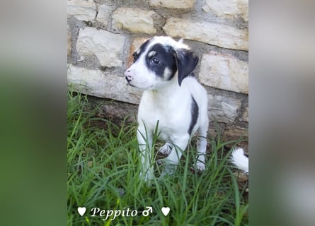 Peppito  und Tigra suchen ein Zuhause