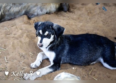 Kelly, Lucky und Brisco suchen ein Zuhause