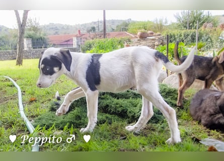 Update: Peppito  sucht ein Zuhause