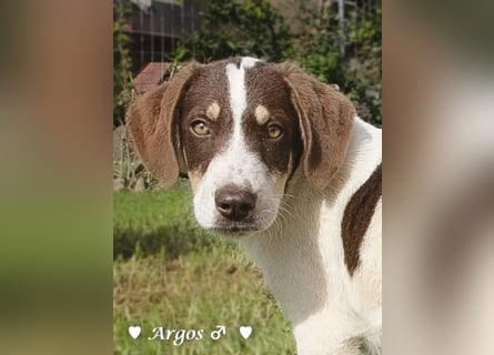 Arthur  und Argos  suchen ab Mitte November ein Zuhause