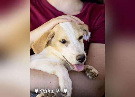 Update: Mischlingswelpen Bado, Bizou, Bilka  und Biala suchen ein Zuhause