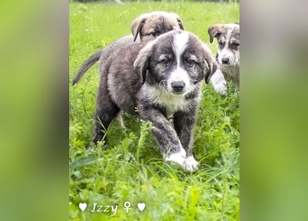 Ira, Iris und Izzy suchen ab Januar ein Zuhause