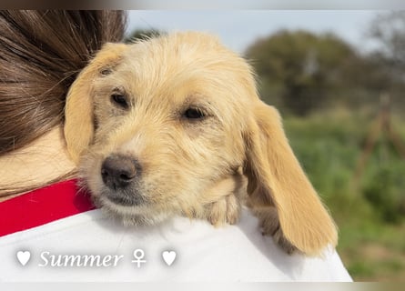 Willie, Wilma und Summer suchen ein Zuhause