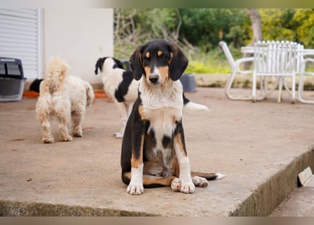 Doros, Dinos, Deri und Dex  suchen ein Zuhause