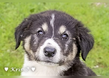 Katie, Kira und Kris suchen ein Zuhause