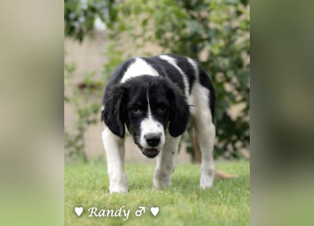 Ramon, Ralf, Randy, Ray und Raischa suchen ein Zuhause