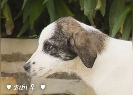 Update: Bibi  sucht ab Mitte November ein Zuhause