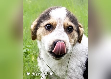 Katie, Kira und Kris suchen ein Zuhause