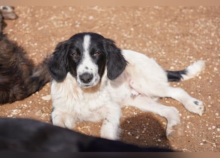 Darios, Dakis und Damon suchen ein Zuhause
