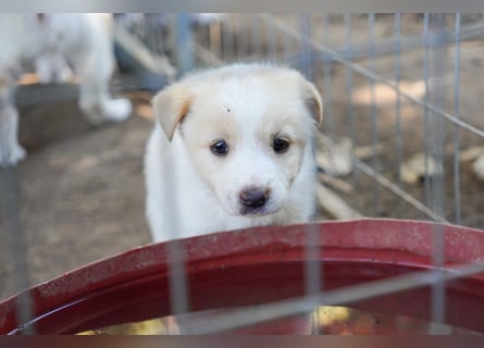 Unsere süßen Schneeflocken suchen ein Zuhause