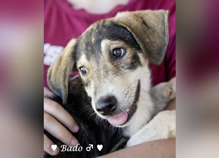 Update: Mischlingswelpen Bado, Bizou, Bilka  und Biala suchen ein Zuhause
