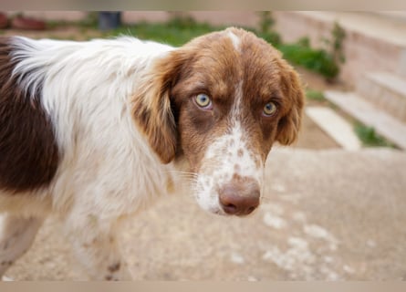 Darios sucht ein Zuhause