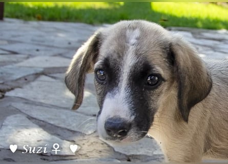 Suzi und Smila   suchen ein Zuhause