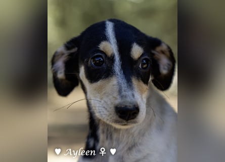 Axel und Ayleen suchen ein Zuhause