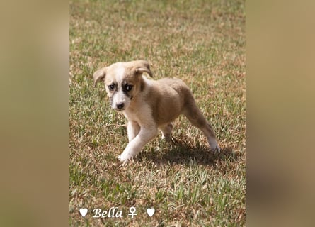 Bella, Bibi und Bina suchen ab Mitte November ein Zuhause