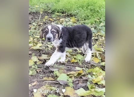 Katie, Kira und Kris suchen ein Zuhause