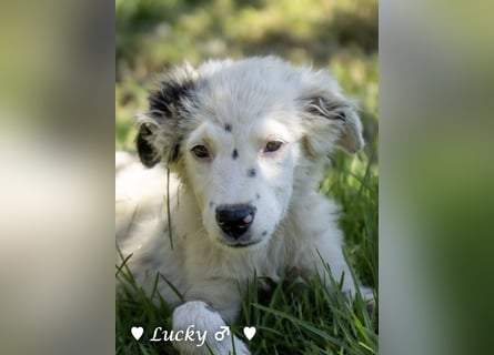 Kelly, Lucky und Brisco suchen ein Zuhause