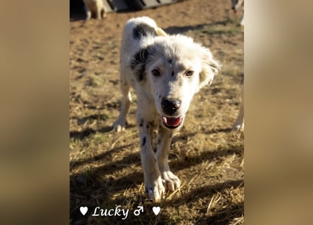 Kelly, Lucky und Brisco suchen ein Zuhause