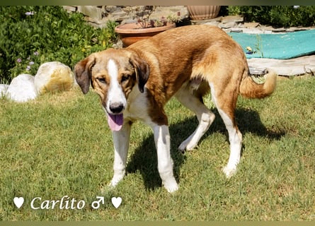 Carlito, Scippy und Kea auf der Suche nach ihrer Familie