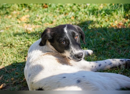 Dora, Darios, Dakis und Damon suchen ein Zuhause