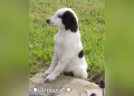 Arthur  und Argos  suchen ab Mitte November ein Zuhause