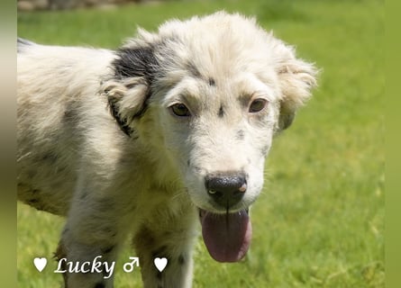 Kelly, Lucky und Brisco suchen ein Zuhause