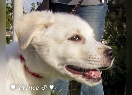 Peppito  und Prince  suchen ein Zuhause Peppito  und Prince  suchen ein Zuhause