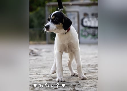 Prince, Farah,  Felina und Fabio   suchen ein Zuhause