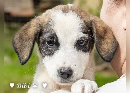 Bella, Bibi und Bina suchen ab Mitte November ein Zuhause