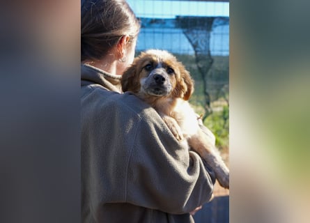 Elias, Evi, Elli und Eros suchen ab Ende März ein Zuhause