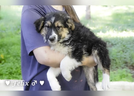 Felicita, Felix, Flori, Fanny, Frida und Fine suchen ab Ende Dezember ein Zuhause