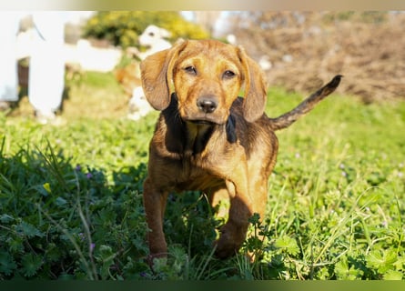 Gaia und Gino suchen ein Zuhause