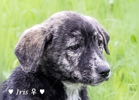 Ira, Iris und Izzy suchen ab Januar ein Zuhause