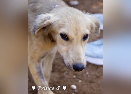 Prince, Farah,  Felina und Fabio   suchen ein Zuhause
