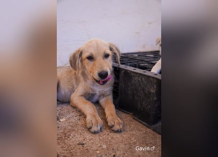 Unsere hübschen Grauen suchen ab sofort ein Zuhause