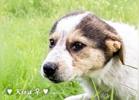 Katie, Kira und Kris suchen ein Zuhause